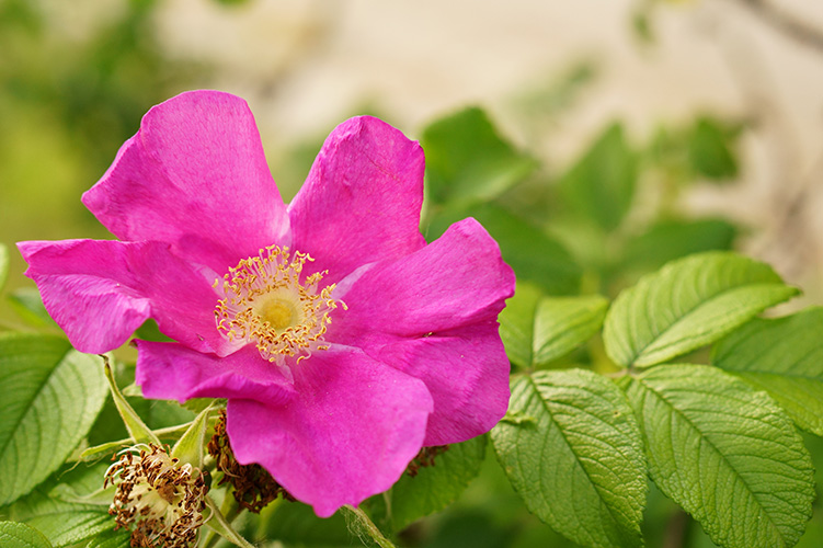 rosa-mosqueta-flor