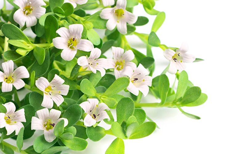 Bacopa