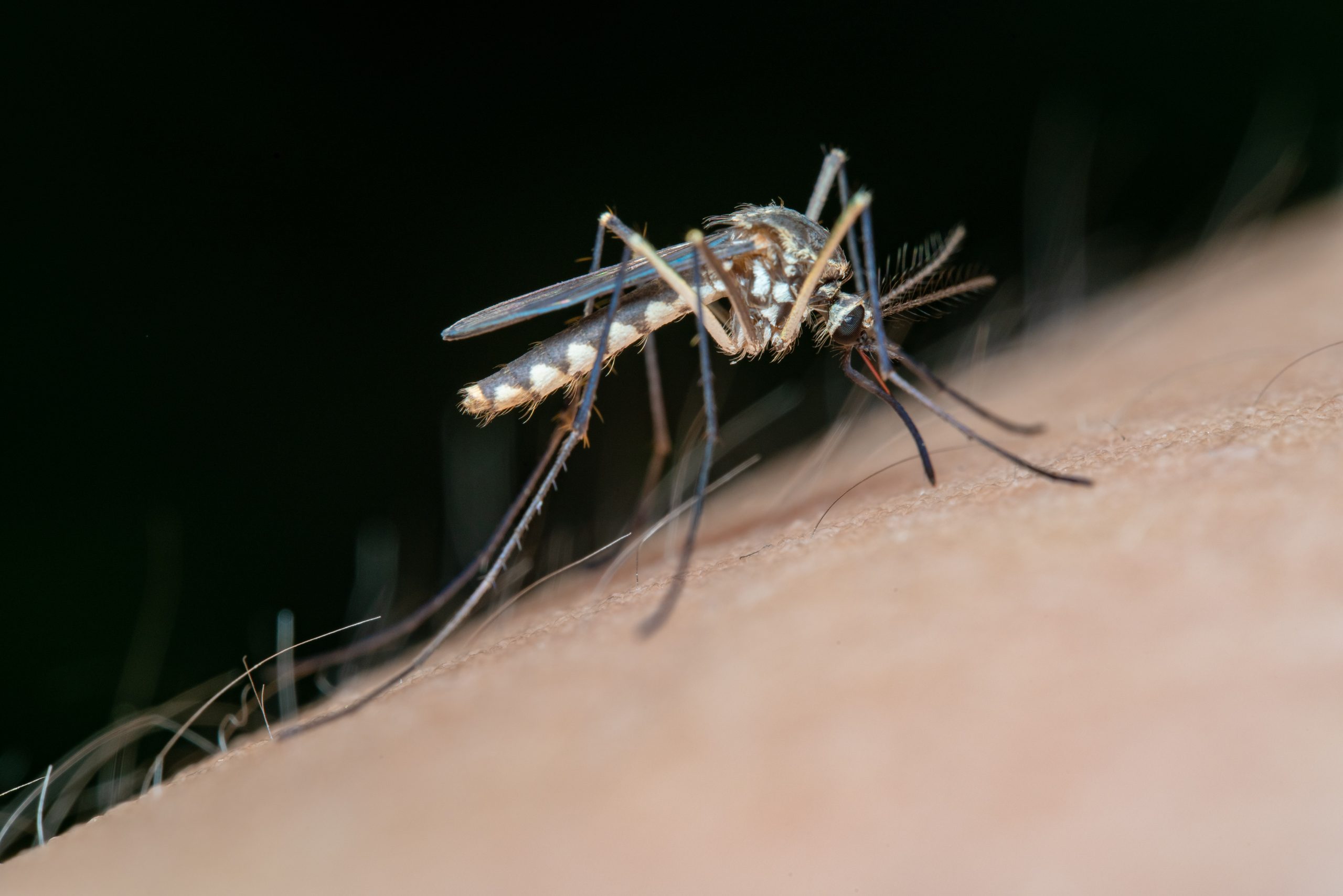 Remedios naturales para las picaduras de mosquito
